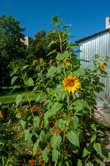 Blooming sunflowers near a house in the city, close-up, shining in the bright sun.