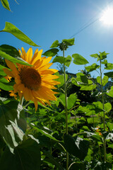 Blooming sunflowers near a house in the city, close-up, shining in the bright sun.