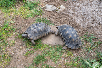 Obraz premium Testudo Marginata Breitrandschildkroete im Freilauf bei Paarung Vermehrung als Paar durch Reiten Aufstieg Turtle
