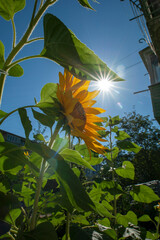 Blooming sunflowers near a house in the city, close-up, shining in the bright sun.
