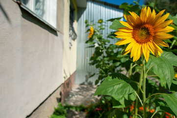 Blooming sunflowers near a house in the city, close-up, shining in the bright sun.