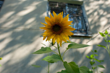 Blooming sunflowers near a house in the city, close-up, shining in the bright sun.