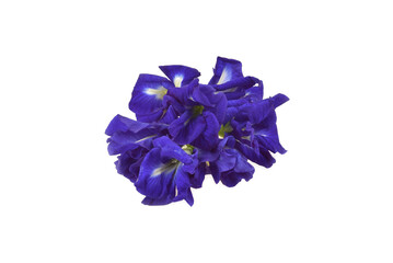 Butterfly Pea isolated on white background