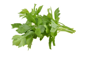 Celery isolated on white background