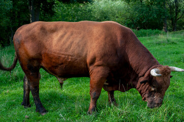 Dark brown bull with horns in a free field. Cattle grazing in the countryside of the mountains.
