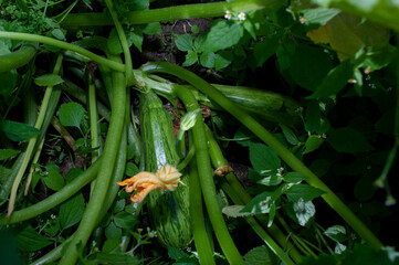 Pumpkin Lunga Pien in the garden among the greenery