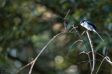 見つめるリュウキュウサンショウクイ
