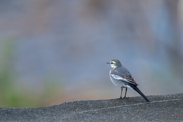 見つめるハクセキレイ