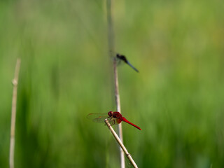 並んでとまる二匹のトンボ