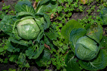 Rows of cabbage grown in an agricultural field in the countryside before harvest. Winter cabbage in the garden.