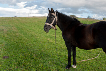 A dark brown horse on a foggy field looks to the side