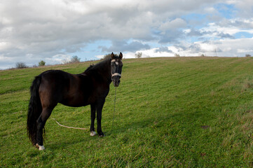 A dark brown horse on a foggy field looks to the side