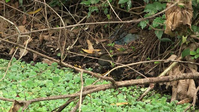 Indian waterhen with babies. White-breasted waterhen (Amaurornis phoenicurus) is a waterbird of the rail and crake family, Rallidae, that is widely distributed across South and Southeast Asia. 