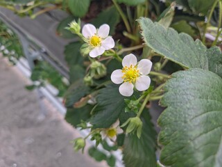 Two white strawberry flowers with yellow centers among large green leaves, set against a blurred greenhouse or vertical farm background.