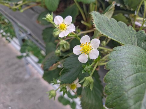 Two white strawberry flowers with yellow centers among large green leaves, set against a blurred greenhouse or vertical farm background.