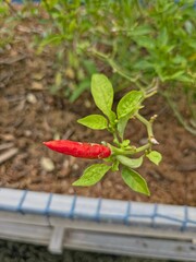 A close-up, high-angle shot of a single, bright red chili pepper growing on a small plant.