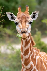 Baby giraffe eating leaf in nature close-up