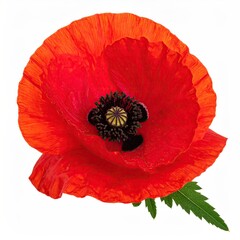Vivid Red Poppy Blossom with Green Leaf on White Background