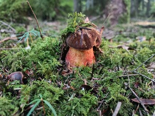 mushroom in the forest