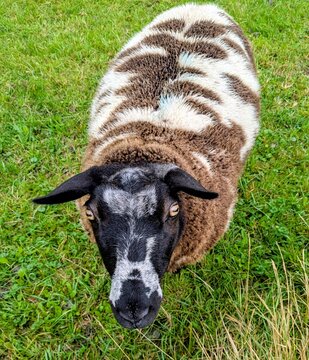 A close-up of a Zwartbles sheep. This breed was developed in Holland for milk, meat, and wool. The wool is brown or spotted.