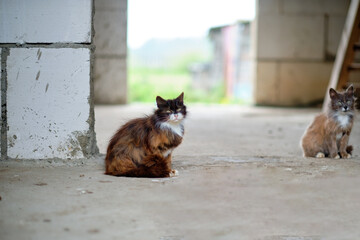 A stray cat in an abandoned unfinished building. The concept of animal care