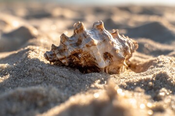 A detailed photo of a seashell resting on a sandy beach, capturing natural sunlight and textures for beach-themed designs.