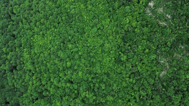 Drone top view of a dense green spring forest canopy in the Serbian mountains, showing untouched natural wilderness. Horizontal 4k footage