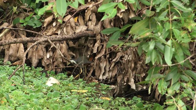 Indian waterhen with babies. White-breasted waterhen (Amaurornis phoenicurus) is a waterbird of the rail and crake family, Rallidae, that is widely distributed across South and Southeast Asia. 