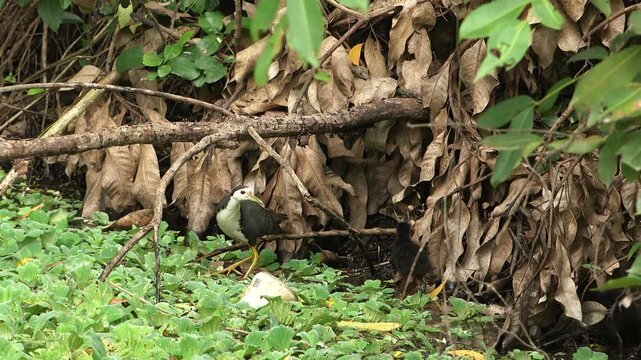 Indian waterhen with babies. White-breasted waterhen (Amaurornis phoenicurus) is a waterbird of the rail and crake family, Rallidae, that is widely distributed across South and Southeast Asia. 