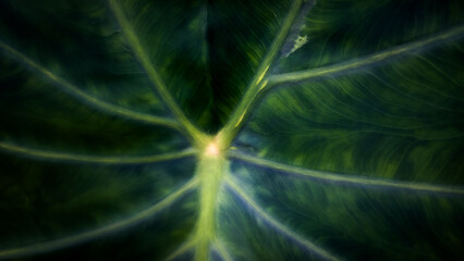 Close up of leaf background with vein