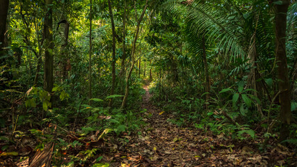 Wooden bridges over the rainy Amazon forests near the Tambopata National Reserve, wooden bridges over wetlands and flooded forests.