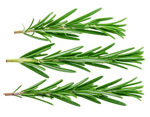 Fototapeta premium Close-up of three sprigs of fresh rosemary, vibrant green, with delicate leaves and stems, isolated against a stark black background
