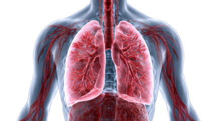3D anatomy of lungs and chest