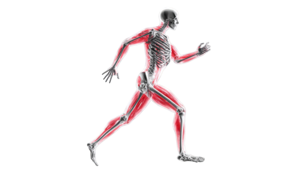 Running human skeleton, anatomical illustration