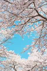 beautiful Spring day, heart shape Cherry blossom against blue sky in park, Somei Yoshino Sakura blooming in sunshine day. Japan Travel background, template and wallpaper for spring season and Hanami