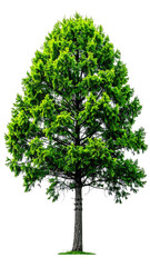 Obraz premium Vibrant green tree against black background. Full shot of a leafy tree, with a pointed crown and a sturdy trunk