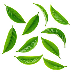 Fresh tea leaves arranged in a spiral pattern on a black background