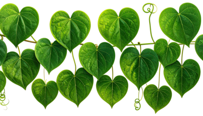 Heart-shaped leaves in a horizontal row