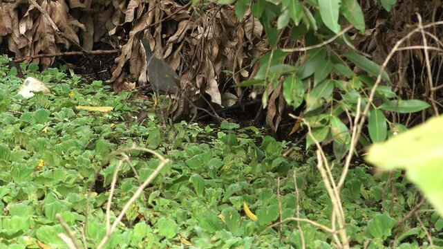 Indian waterhen with babies. White-breasted waterhen (Amaurornis phoenicurus) is a waterbird of the rail and crake family, Rallidae, that is widely distributed across South and Southeast Asia. 