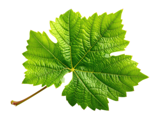 Close-up of a vibrant green grape leaf, detailed veins and texture