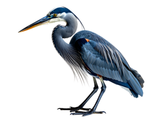 A majestic great blue heron, side profile, detailed plumage, sharp beak, long legs, dark background