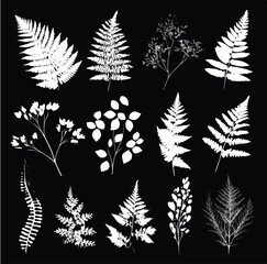 Collection of elegant fern silhouettes in black and white isolated on white background