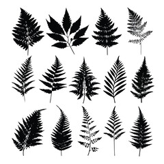 Fototapeta premium Collection of delicate fern silhouettes in black and white isolated on white background silhouette