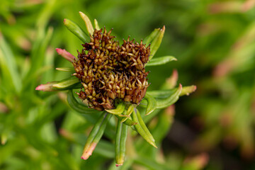 Rhodiola rosea. blurred background with highlights and bokeh. close-up. colorful photo with natural lighting.
