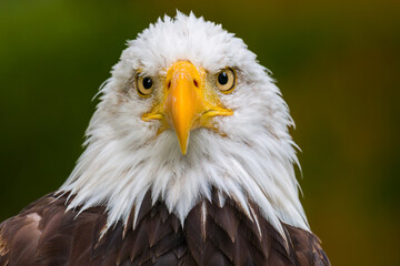 Obraz premium Bald eagle. Haliaeetus leucocephalus headshot close up. Majestic bald eagle portrait.