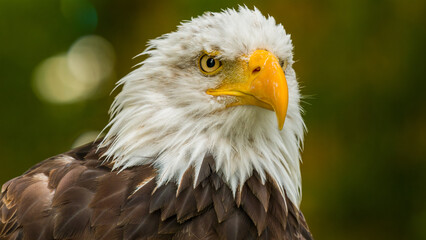 Bald eagle. Haliaeetus leucocephalus headshot close up. Majestic bald eagle portrait.