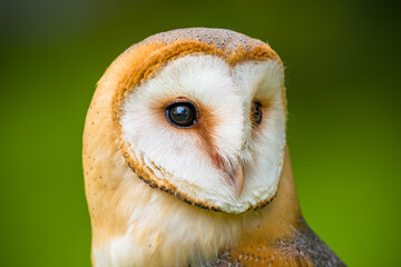 Barn owl. Tyto alba headshot close up. Majestic barn owl portrait.