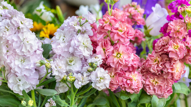 Close up of freshly cut matthiola flowers in shades of pink. Beautiful matthiola blooms detail shot.