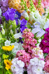 Close up of freshly cut spring flowers in various colors. Beautiful matthiola, canterbury bells and...