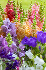 Close up of freshly cut spring flowers in various colors. Pastel colored snapdragons, canterbury bells and more spring flowers. Blooms detail shot.